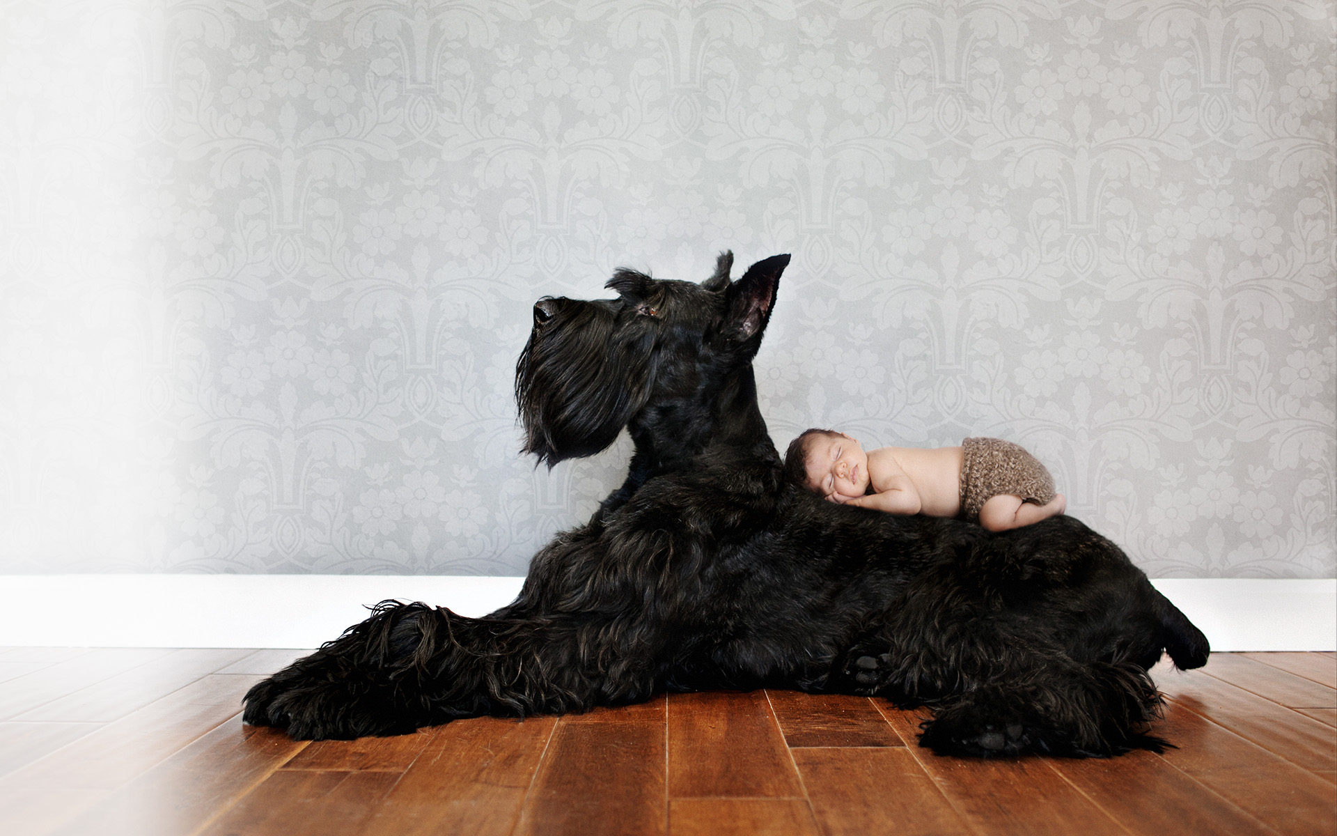 Pet Photographer