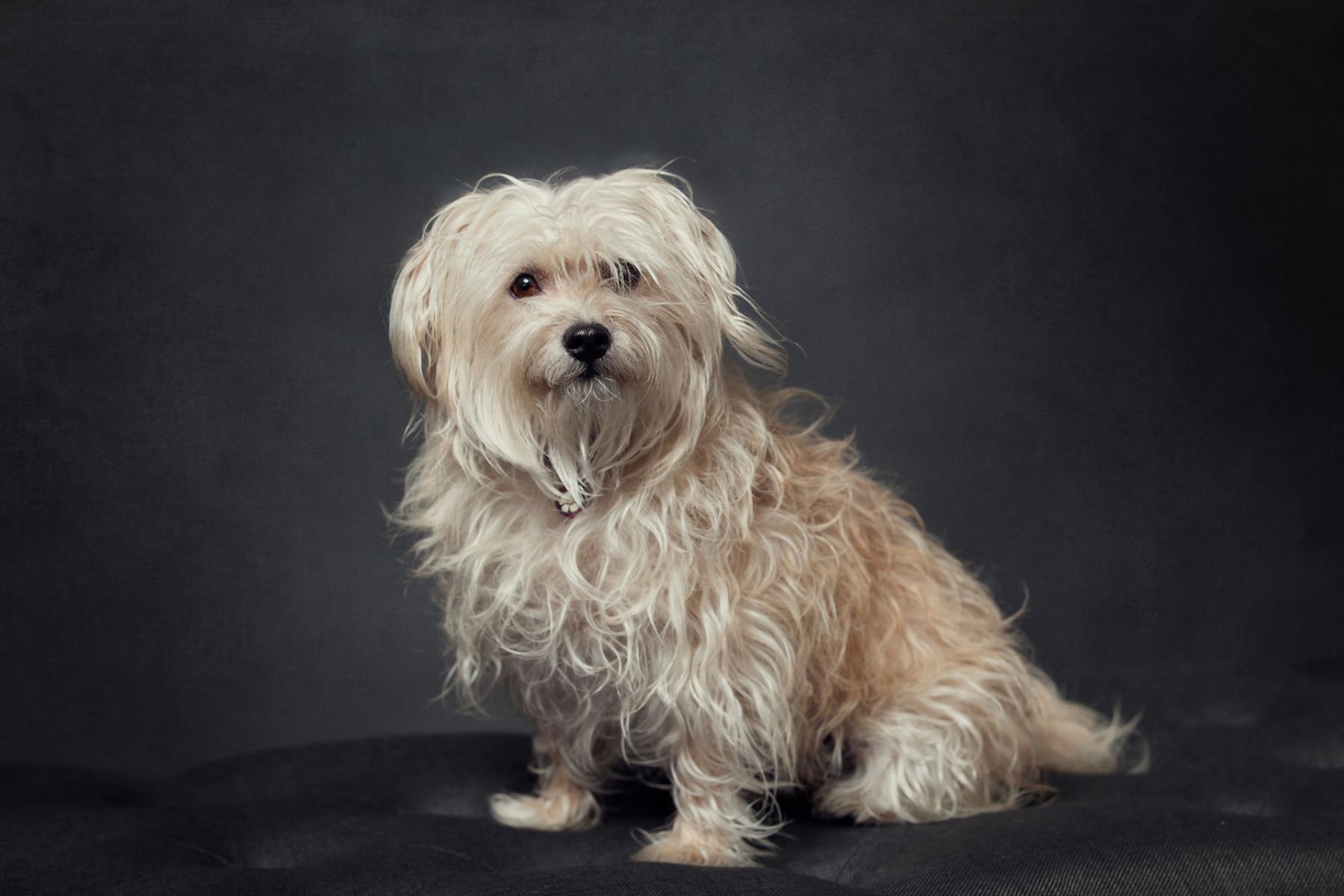 Pet Portraits, Redondo Beach