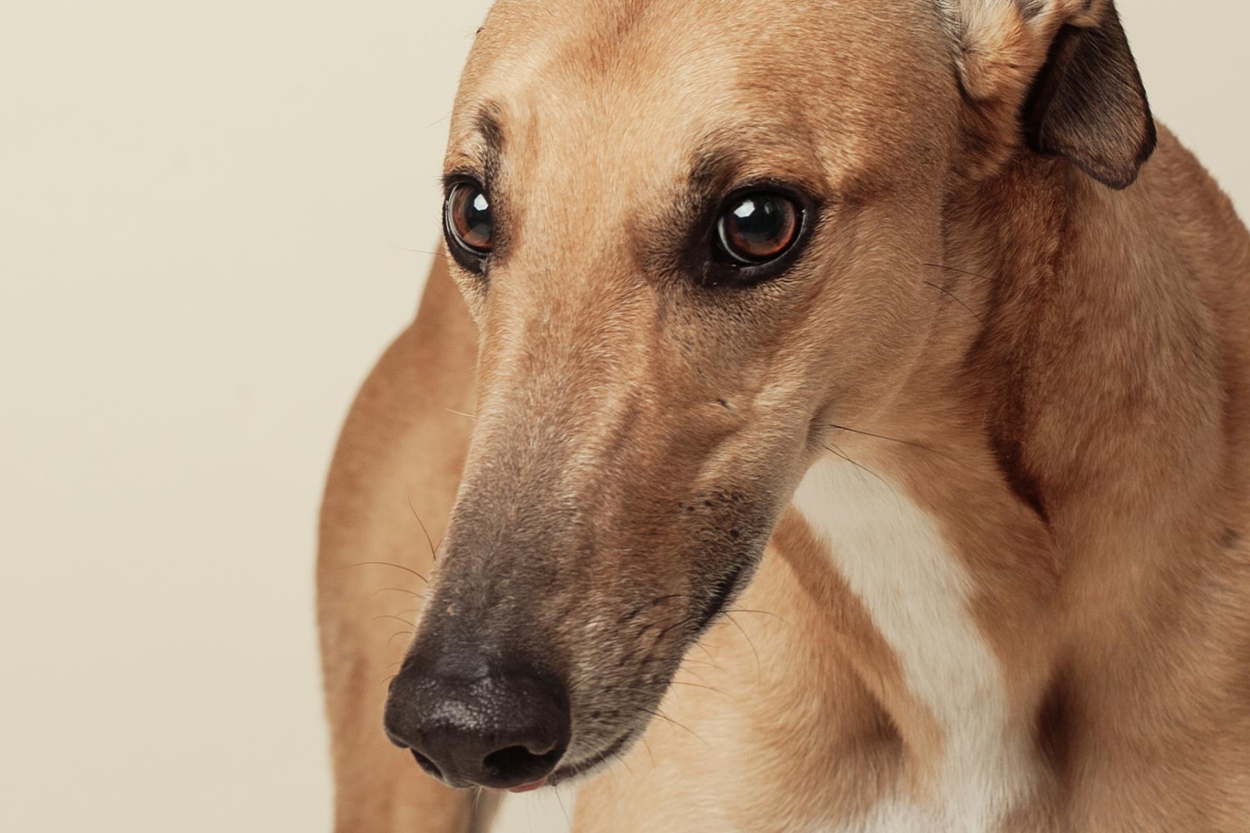 Pet Portraits, Redondo Beach