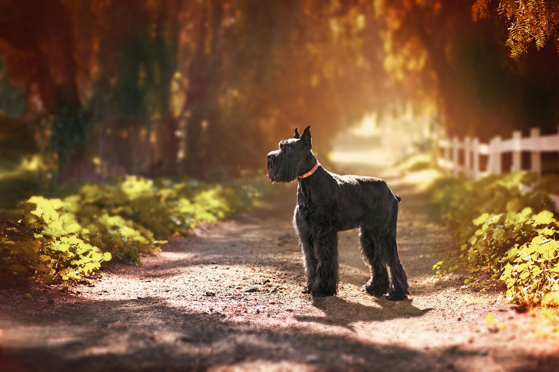 Pet Portraits, Redondo Beach