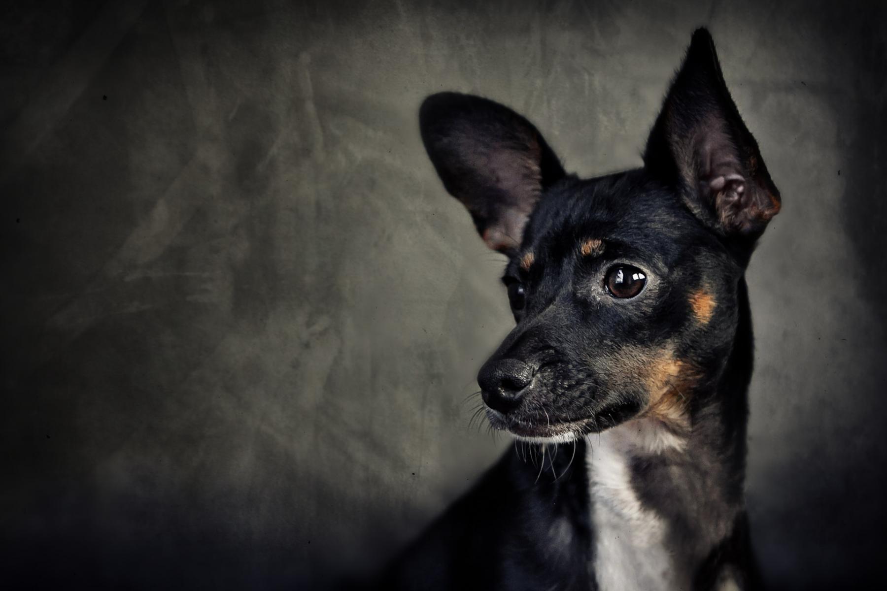 Pet Portraits, Redondo Beach