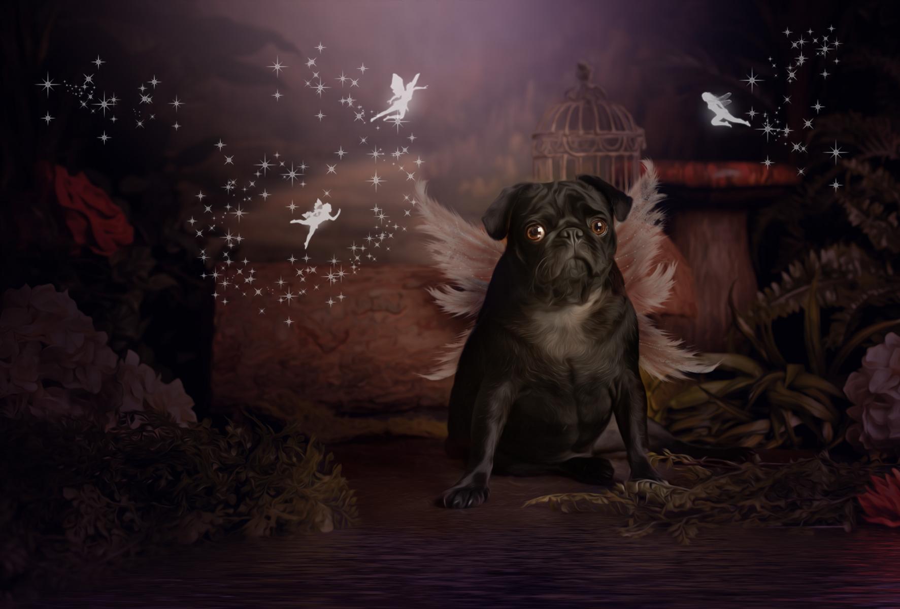 Pet Fairy Photography