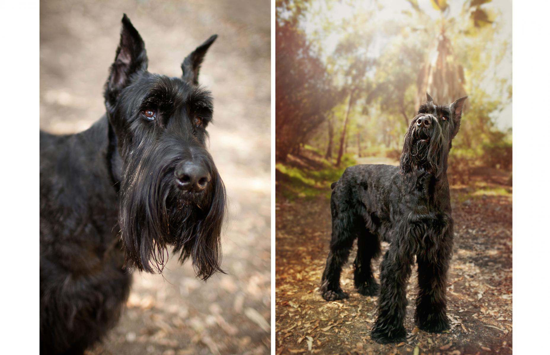 Pet Portraits, Redondo Beach