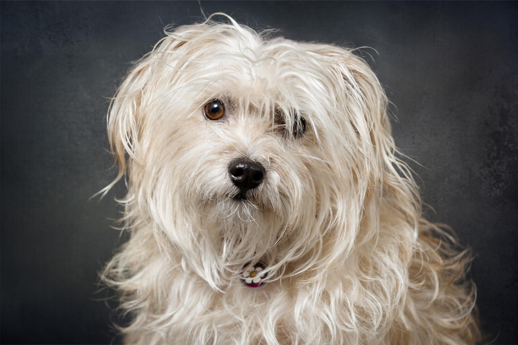 Pet Portraits, Redondo Beach