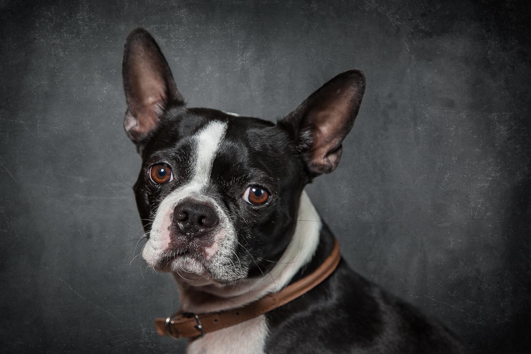 Pet Portraits, Redondo Beach