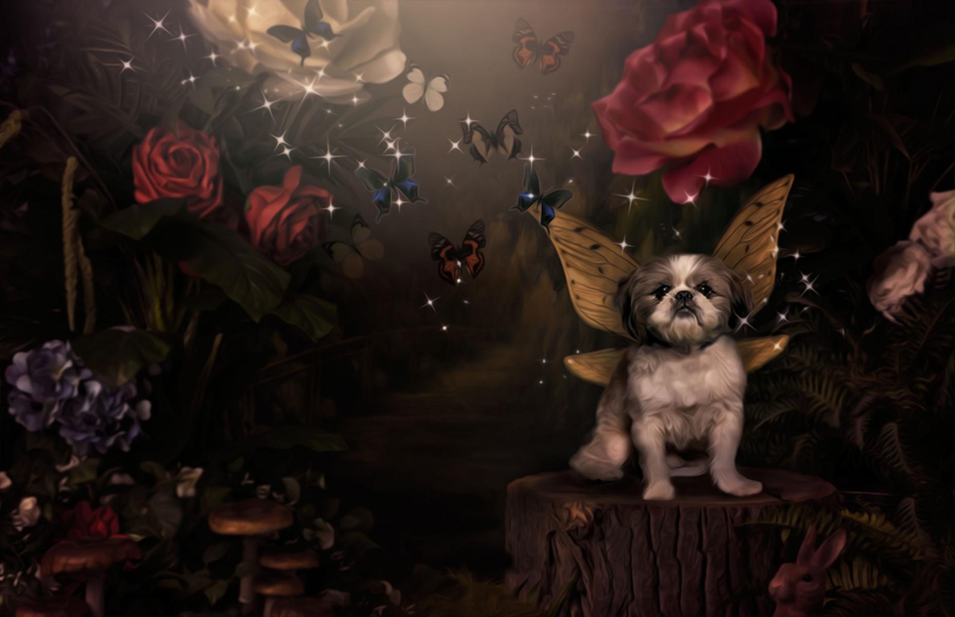 Pet Fairy Portraits