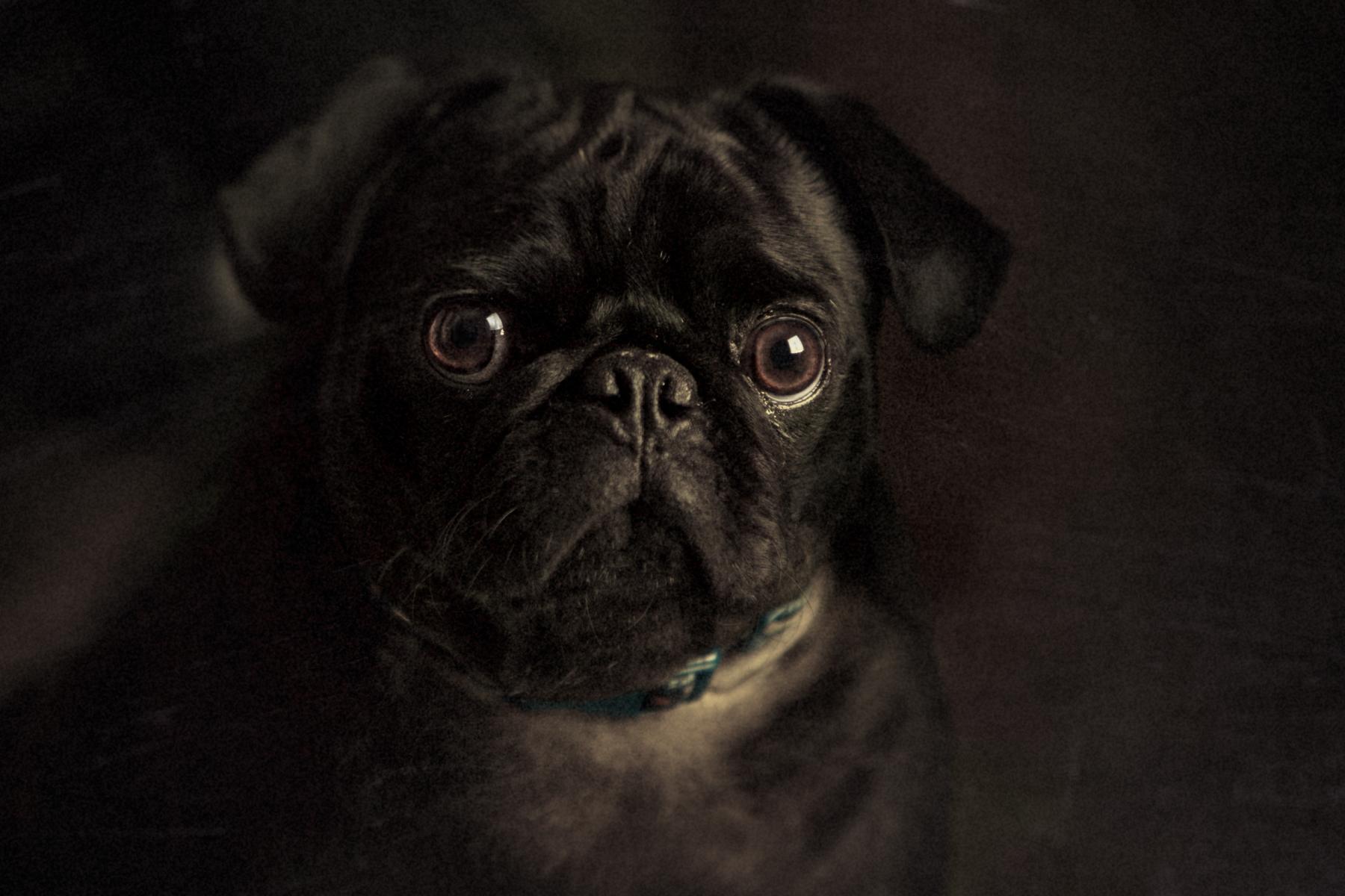 Pet Portraits, Redondo Beach