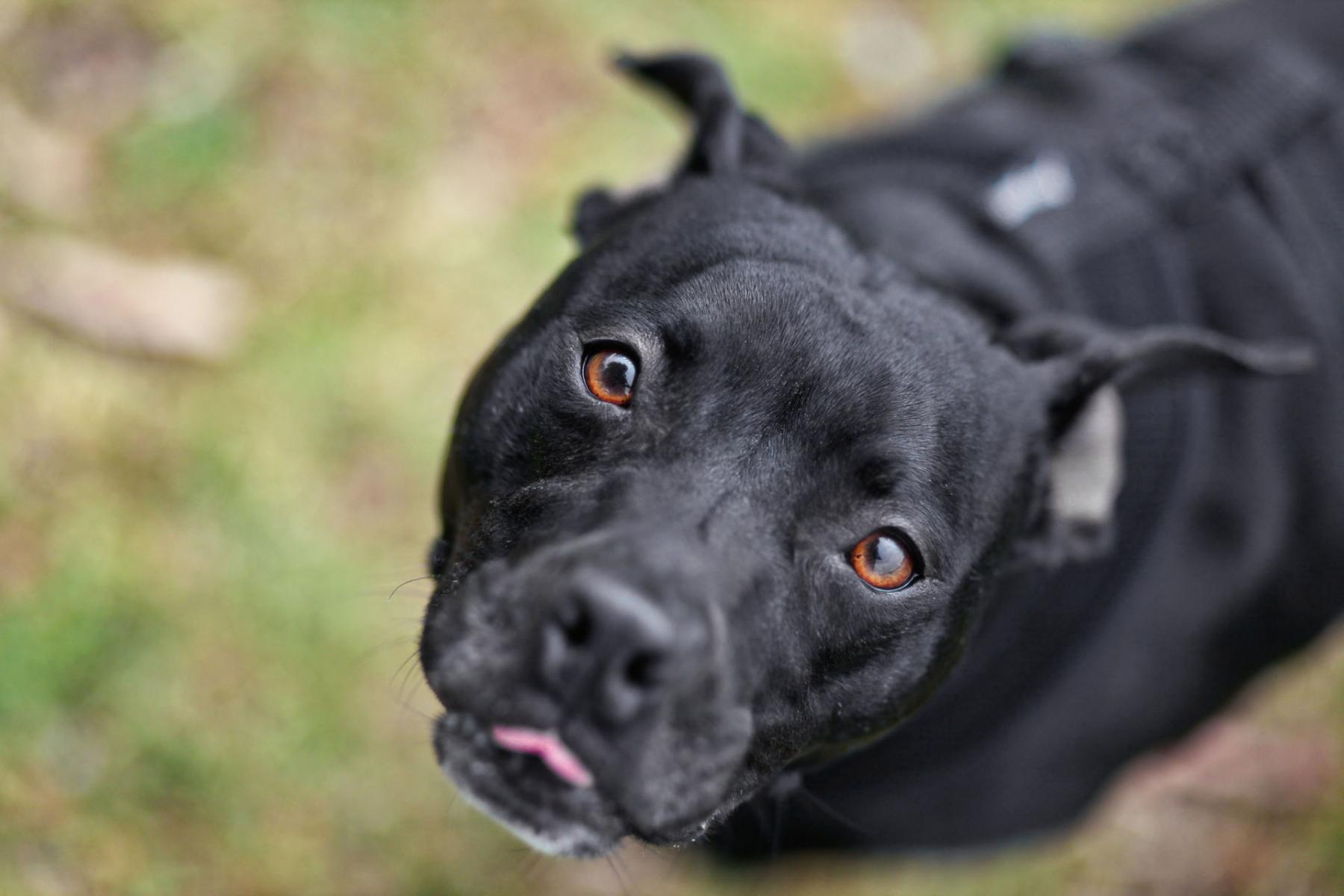 Pet Portraits, Redondo Beach