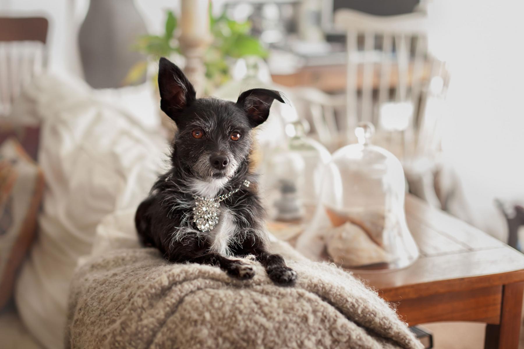 Pet Portraits, Redondo Beach