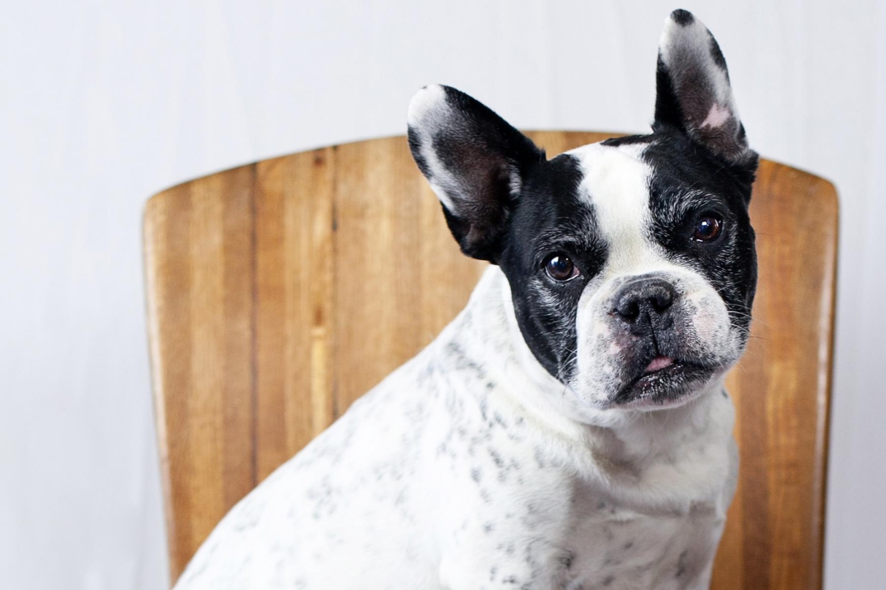 Pet Portraits Redondo Beach